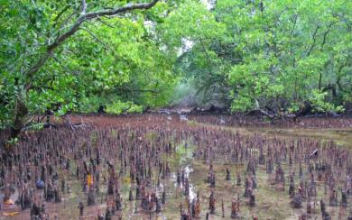 wetlands
