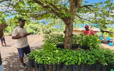 tree planting